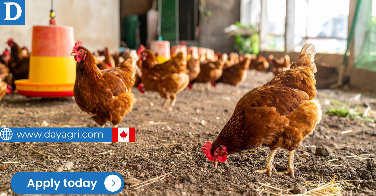 Barn Workers Needed in Canada - LMIA Pending for Foreign Workers