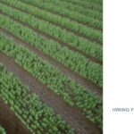 Farm Labourer Job in Tasmania