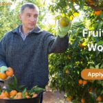 Fruit Farm Workers