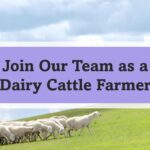 Dairy Cattle Farmer Job in Victoria