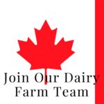 Dairy Farm jobs in Canada