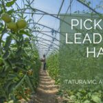 Picking Leading Hand Tatura VIC, Australia