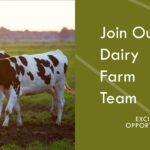 Dairy Farm Job in Victoria