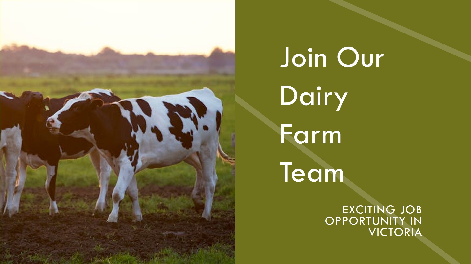 Dairy Farm Job in Victoria