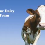 Dairy Farm Jobs Near me Australia