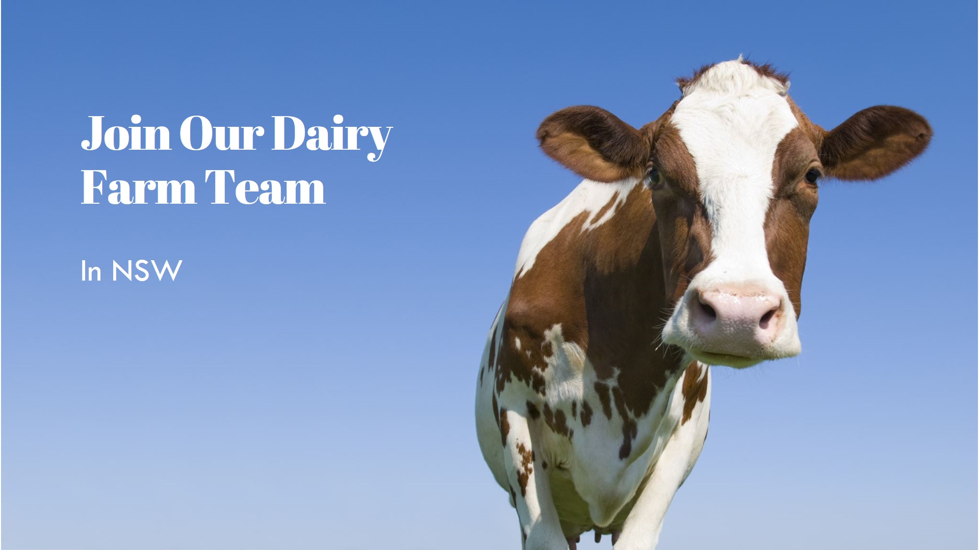 Dairy Farm Jobs Near me Australia