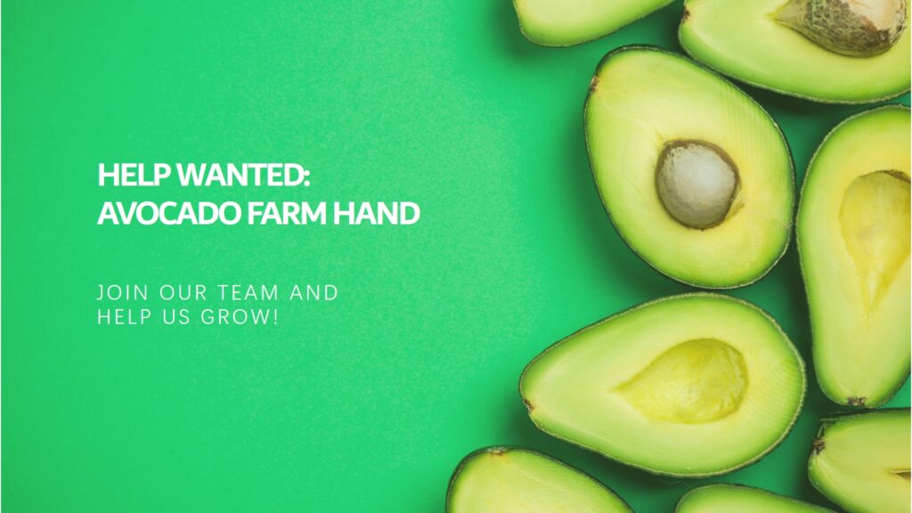 Avocado Farm Hand