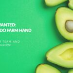 Avocado Farm Hand