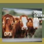 Dairy Farm Positions