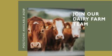 Dairy Farm Positions