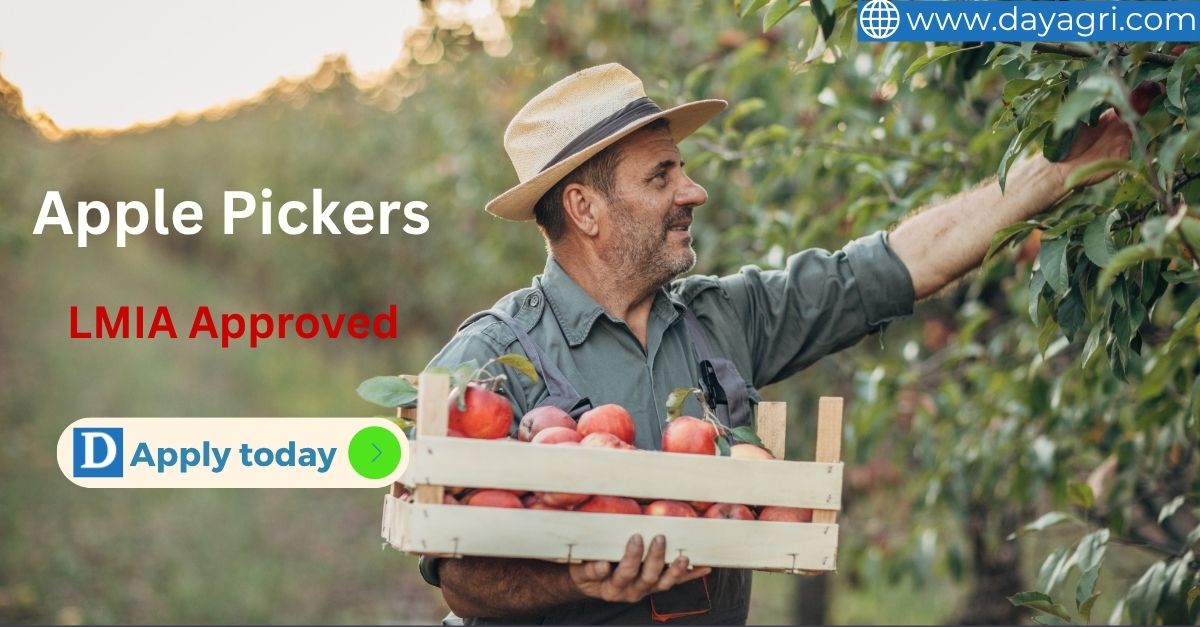 Apple Pickers Job in Canada - LMIA Approved for Foreign Workers