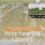 Harvesting Labourers Job in Ontario - Canada For Foreigners with LMIA