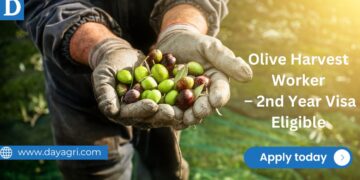 Farm Harvesting Work - 2nd Year Visa Eligible