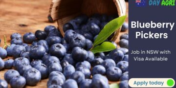 Blueberry Pickers Needed in NSW with Visa Available