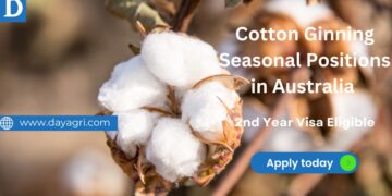Cotton Ginning Seasonal Positions in Australia (2nd Year Visa Eligible)