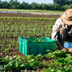 150 Hardworking Farm Workers Wanted Urgently