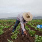 Farmhand – Immediate Start in Australia