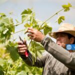Grape Harvest Farm Workers Needed Urgently