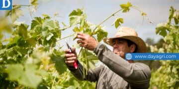 Grape Harvest Farm Workers Needed Urgently