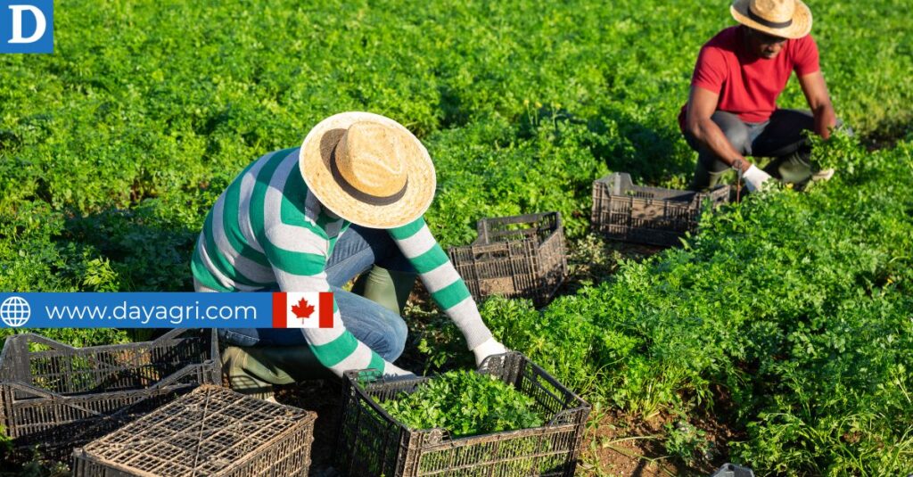 Farm Labourer Job in Canada For Foreigners with LMIA