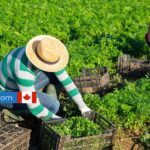 Farm Labourer Job in Canada For Foreigners with LMIA