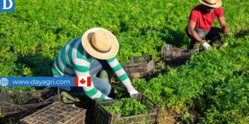 Farm Labourer Job in Canada For Foreigners with LMIA