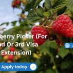 Raspberries Picker Recruitment 2nd Year Visa Eligible