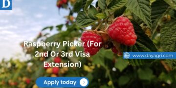 Raspberries Picker Recruitment 2nd Year Visa Eligible