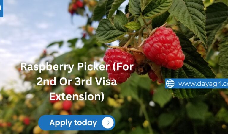 Raspberries Picker Recruitment 2nd Year Visa Eligible Raspberries Picker Recruitment 2nd Year Visa Eligible