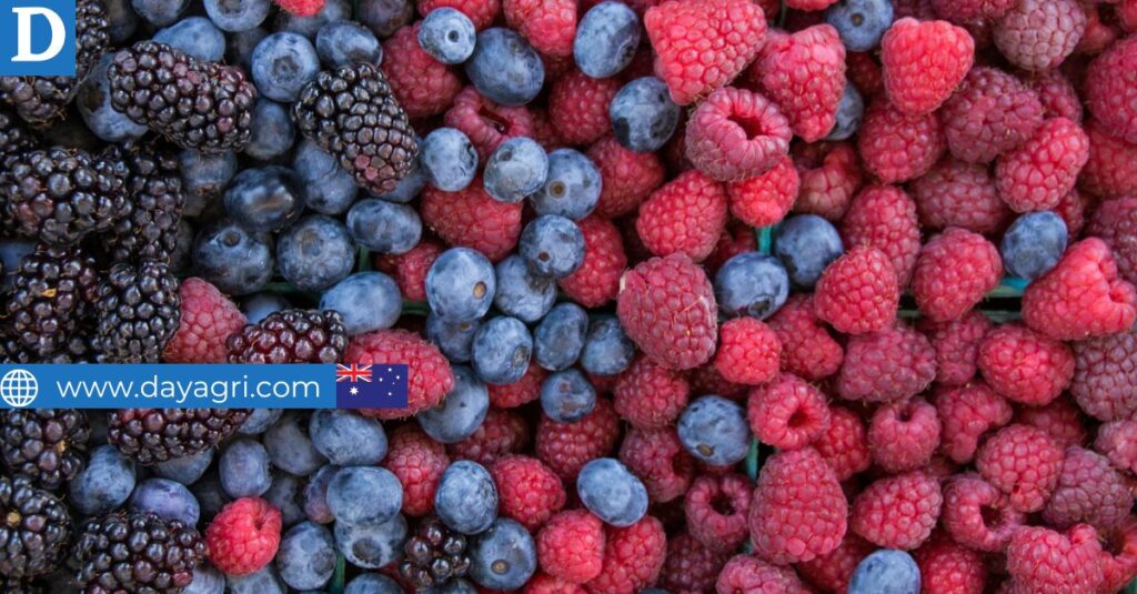 Berry Pickers Wanted in Australia - 2nd & 3rd Year Visa Eligible!