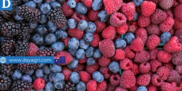 Berry Pickers Wanted in Australia - 2nd & 3rd Year Visa Eligible!