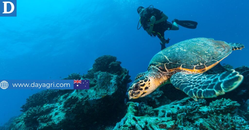 Volunteer in Australia – Help Out on the Great Barrier Reef