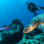 Volunteer in Australia – Help Out on the Great Barrier Reef