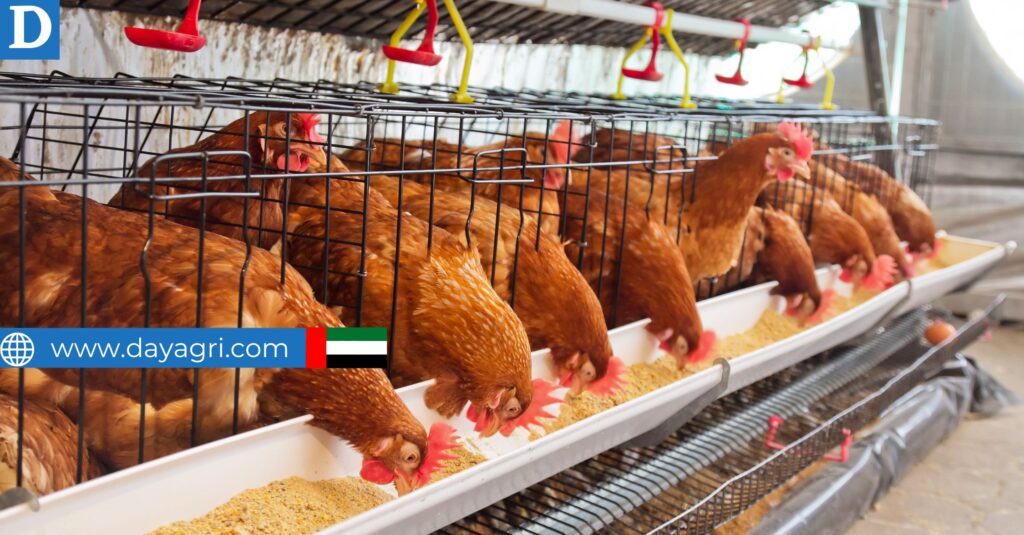 Dubai Poultry Farm Job – Visa, Accommodation & More!
