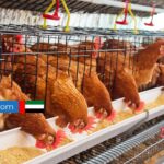 Dubai Poultry Farm Job – Visa, Accommodation & More!