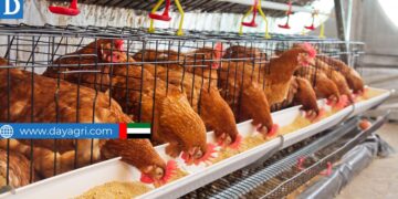 Dubai Poultry Farm Job – Visa, Accommodation & More!