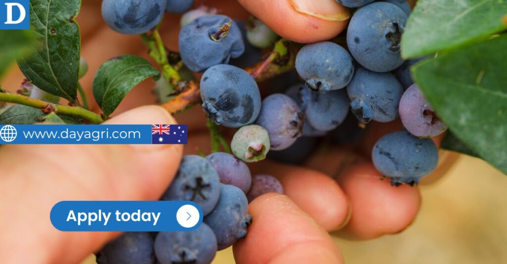 Berry Farm Manager - Possibility of Sponsorship