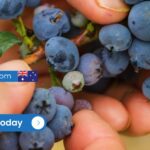 Berry Farm Manager - Possibility of Sponsorship