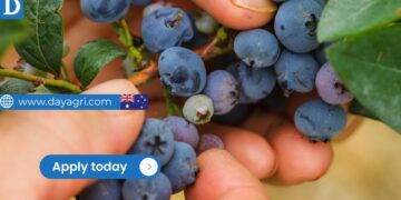 Berry Farm Manager - Possibility of Sponsorship