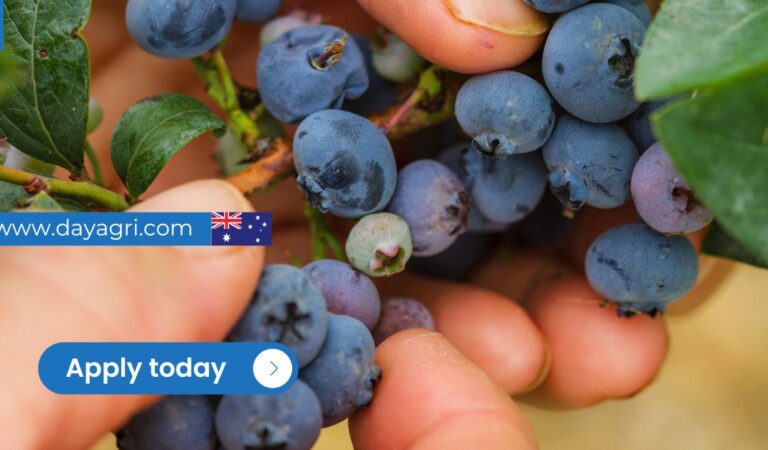 Berry Farm Manager – Possibility of Sponsorship